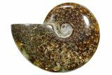 Polished Ammonite (Cleoniceras) Fossil - Madagascar #348515-1